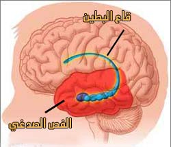 hippocampus.jpg